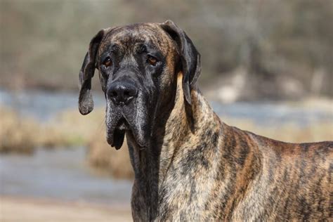 格力犬幼崽怎麼挑選談論型短語：格力犬幼崽的毛色與其性格有無關聯？