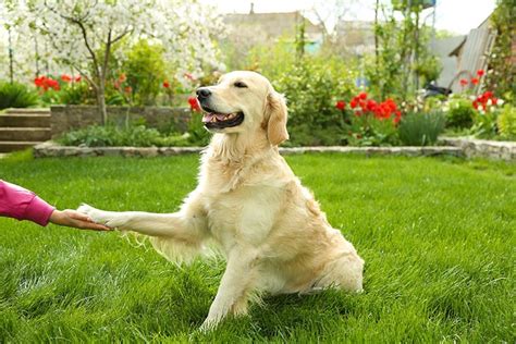 如何訓練秋田犬握手 及 探索人犬互動的奇妙世界