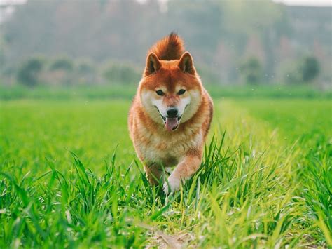 純種小鹿犬有什麼特徵?它們是否也有著獨特的習性與性格?