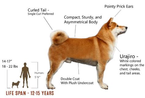 純種日本柴犬怎麼分辨，是否可以從其毛色、體形、性格以及毛質來辨識？